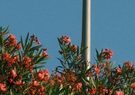 Las adelfas, la planta que casi nadie sabe por qué se usa en las autovías