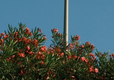 Las adelfas, la planta que casi nadie sabe por qué se usa en las autovías