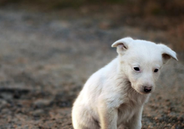 La Policía de Tenerife amenaza con multar con hasta 200.000 euros a la dueña de un perro por dejarlo en la calle mientras se fue de compras