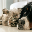Un estudio rompe con el mito de la mala relación entre perros y gatos: «no siempre estarán en guerra»