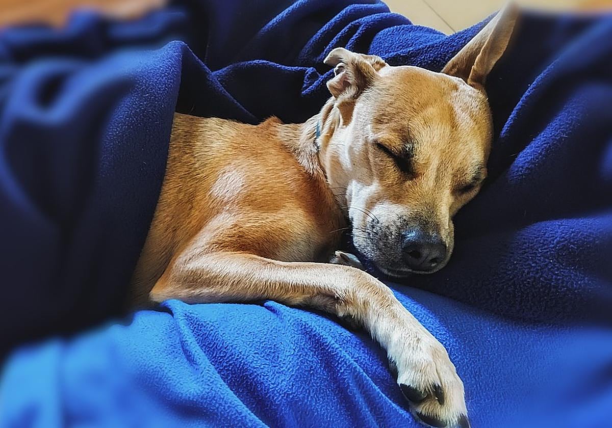 Un equipo de neurocientíficos descubre con qué sueñan los perros: el resultado es revelador