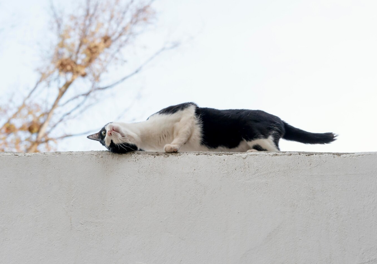 Una experta en comportamiento animal explica por qué los gatos frotan su cara contra ti