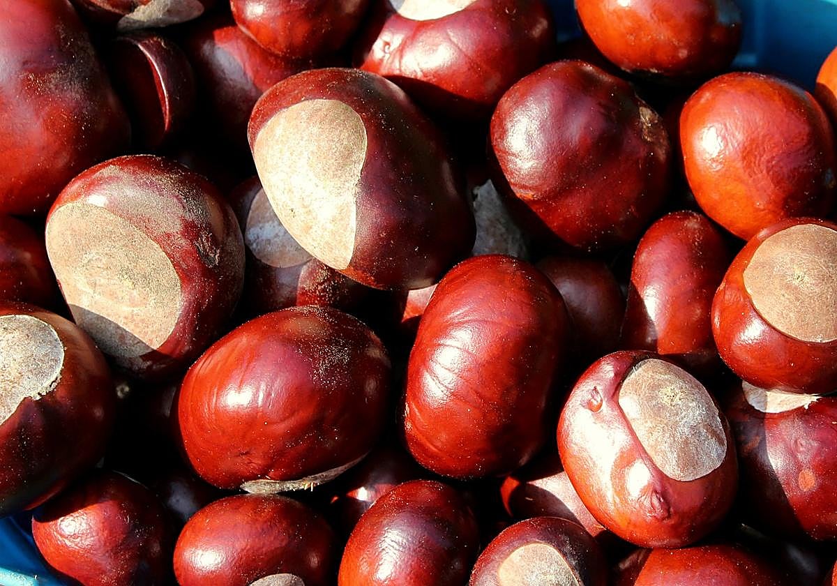 La forma de asar castañas en casa que hace que queden perfectas: así ...