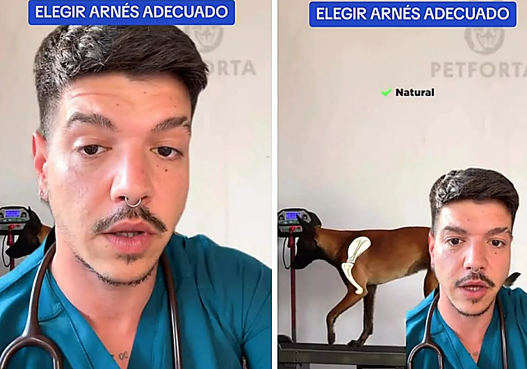 A Veterinarian's Warning to Dog Owners: The Harness You Must Not Use