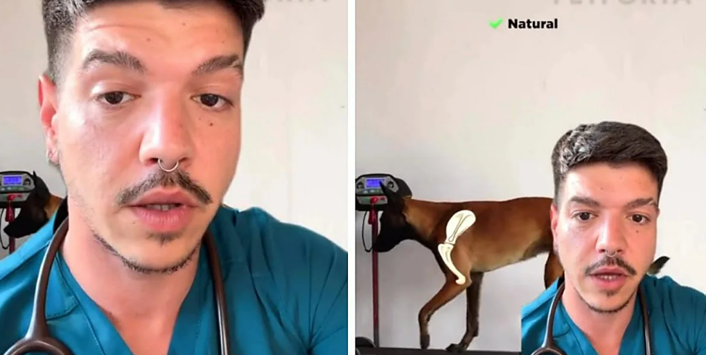 El aviso de un veterinario a quienes tienen perro: no utilices nunca este tipo de arnés con tu mascota