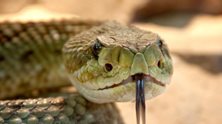 Cobra
