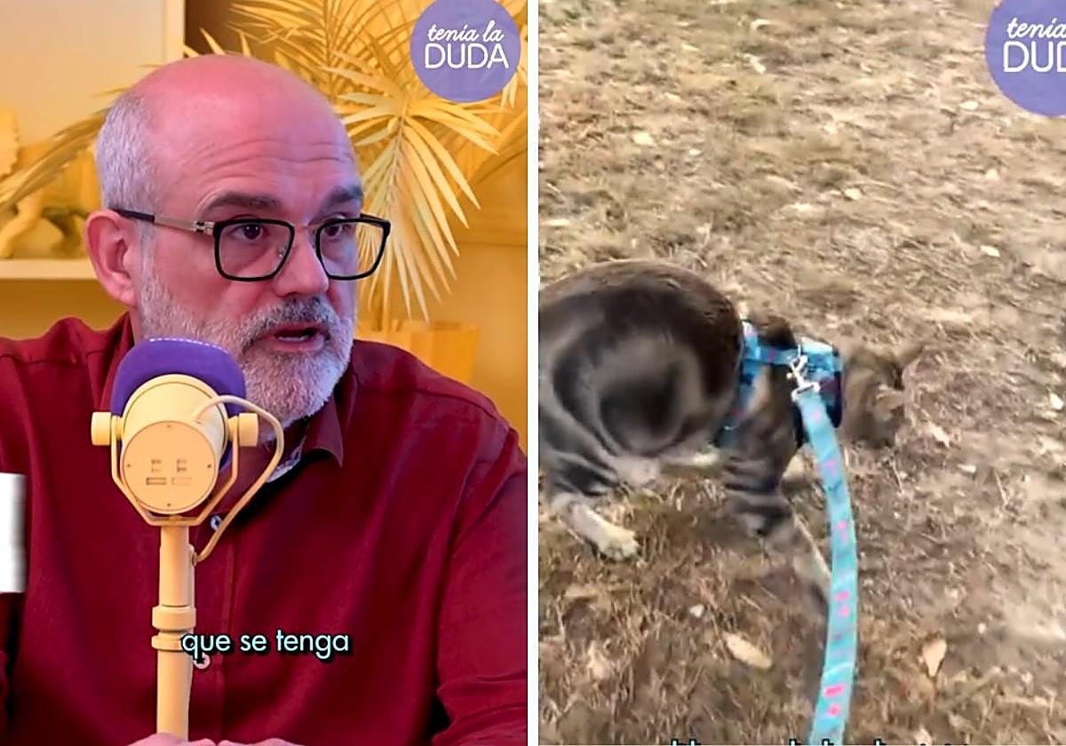 Un veterinario indica si hay que sacar a pasear a los gatos con correa: «Hemos llegado a ver casos de...»