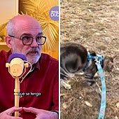Un veterinario indica si hay que sacar a pasear a los gatos con correa