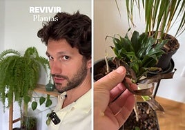 Un jardinero da las claves para recuperar las plantas de interior que se han puesto malas durante las vacaciones: «Conviene que lo vayas limpiando»