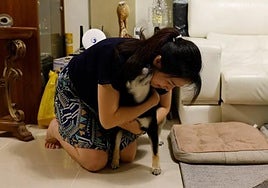 Un experto en conducta canina explica por qué no es bueno saludar a los perros cuando entramos por la puerta: «No es falta de amor»