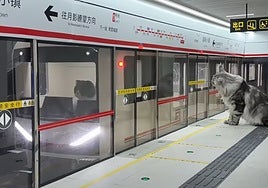 Así es la ciudad en miniatura que un youtuber diseñó para que sus gatos vivan como humanos