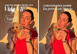Una española que vive en Suecia, impactada por cómo tratan a los perros en ese país: «Tienen una vida totalmente VIP»