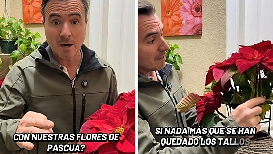 Ángel Illescas, jardinero, sobre qué hay que hacer con la flor de Pascua si ha aguantado la Navidad: «Ahora la planta tiene que descansar»