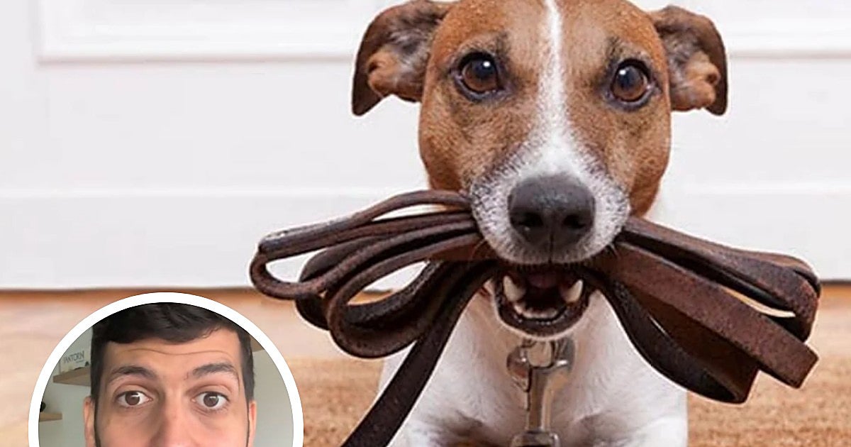 Un asesor fiscal indica qué comunidades autónomas pueden deducirse por primera vez los gastos de mascotas: «Para el año que viene probablemente se sumen más»