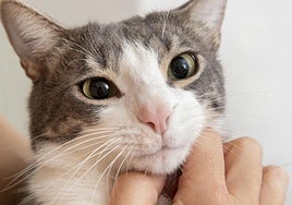 Los veterinarios coinciden: tu gato te lame por este motivo (y no es el que crees)