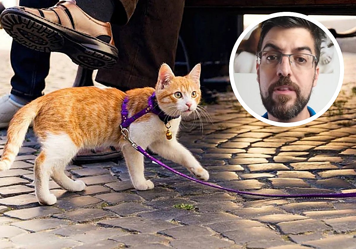 Juanjo, veterinario: «No saques a tu gato de casa, es uno de los peores errores que puedes cometer con su salud»