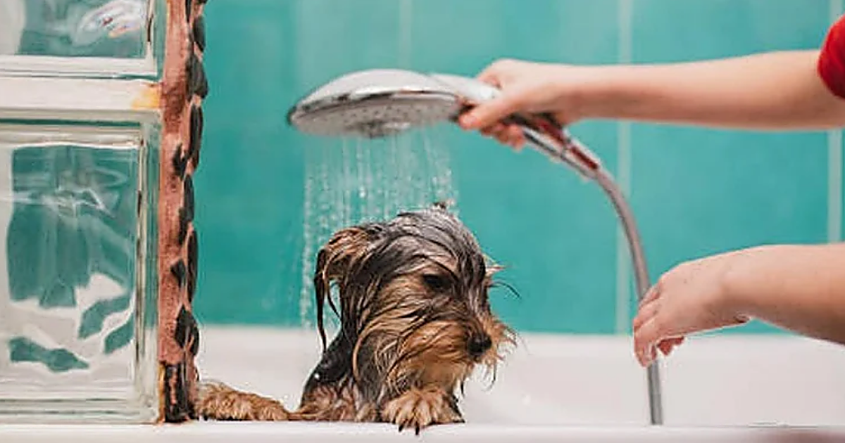 Los veterinarios coinciden: «Debes bañar a tu mascota una vez al mes como máximo»