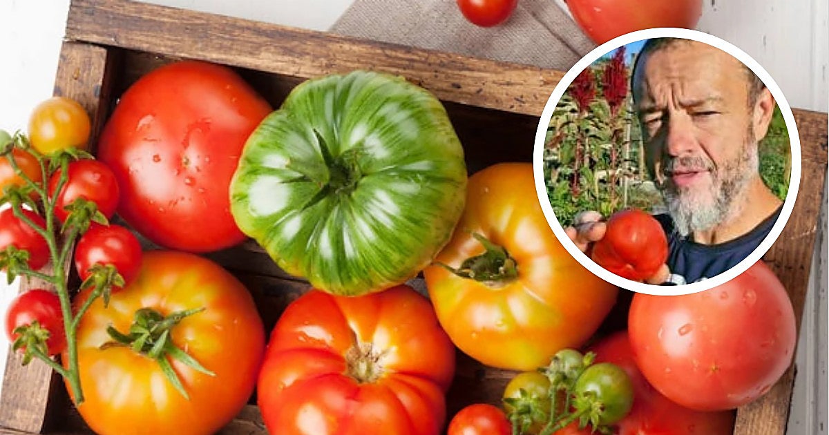 Bussy, agricultor, advierte del error que comete la gente al conservar los tomates: «El frío desactiva las enzimas que le dan sabor»
