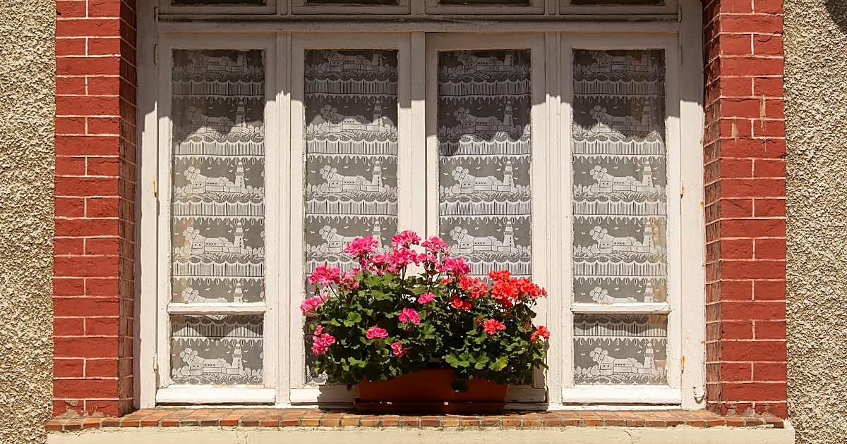 Esta es la planta más resistente para primavera según los expertos: con flores coloridas y fáciles de cuidar