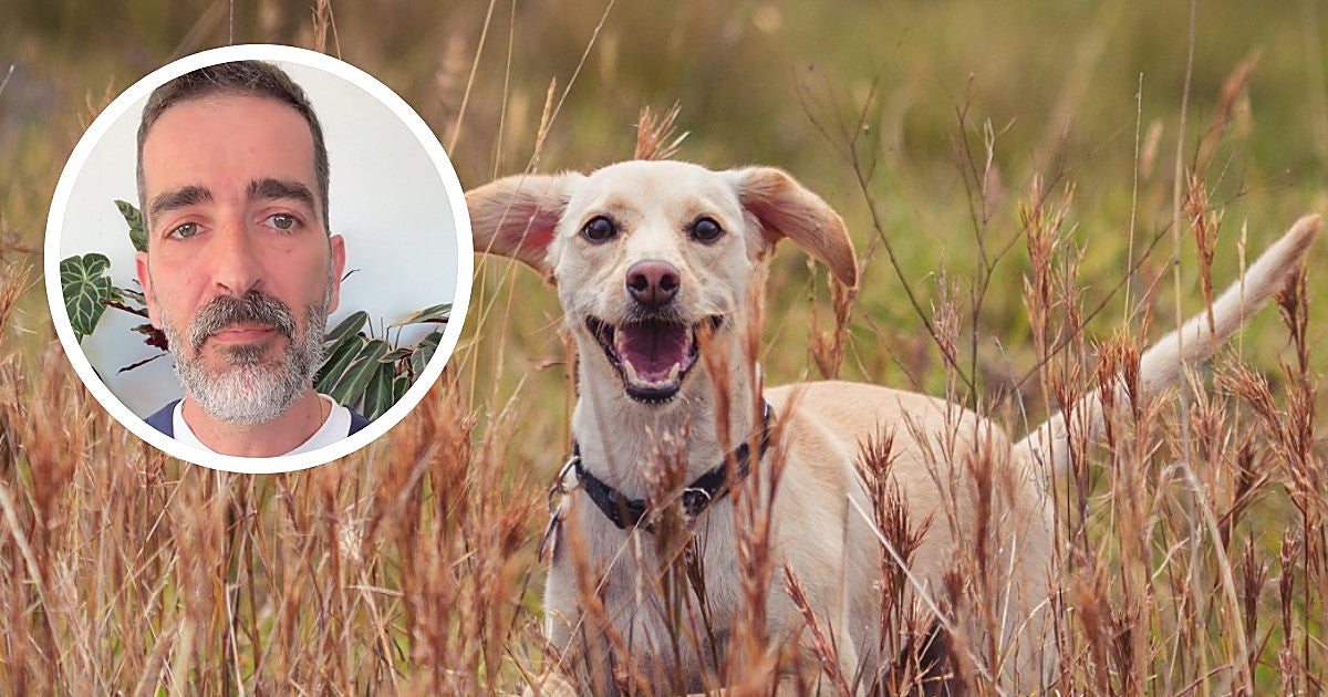 Pablo Olmedo, veterinario: «Las espigas se clavan como flechas y pueden desplazarse por todo el cuerpo de tu mascota»