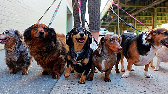 Alexis Santana, veterinario: «Los perros no mueren de pena, pero el estrés puede empeorar sus enfermedades cardíacas»