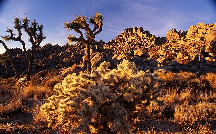 Coccidioidomicosis: la infección de los hongos del desierto que se propaga por Norteamérica