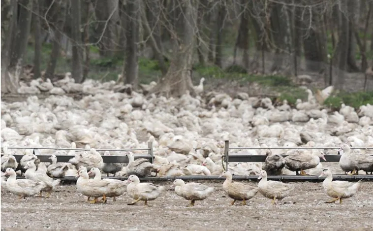 Primer caso en España de gripe aviar H5N1 en humanos: ¿hay motivos para la preocupación?