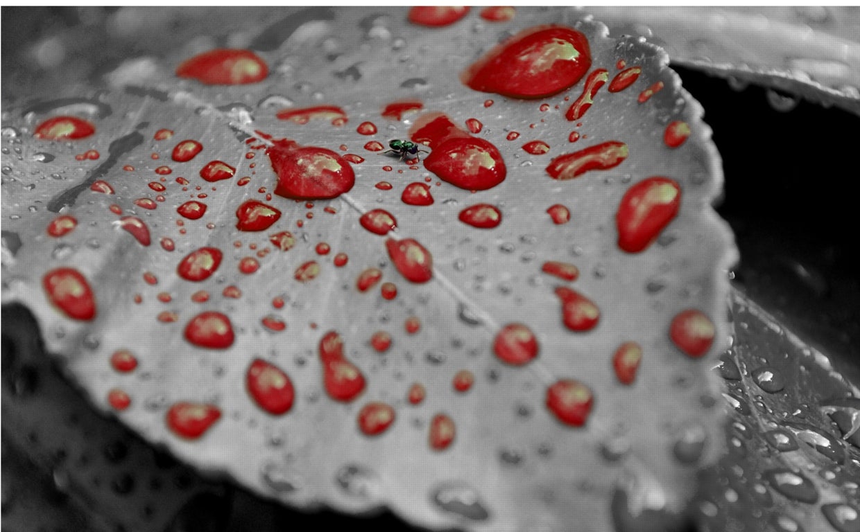 Las biopsias líquidas pueden detectar qué pacientes tienen más riesgo de desarrollar cánceres sanguíneos