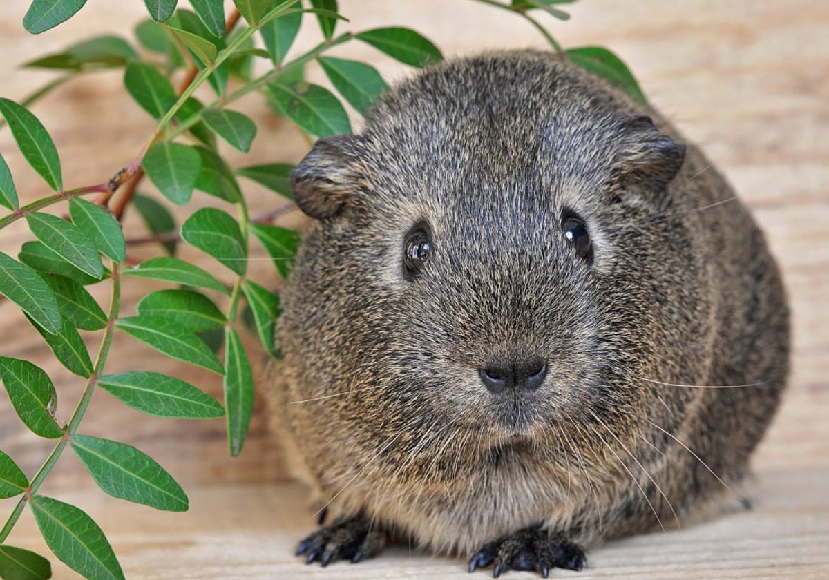 Ratón Agouti