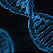 Una nueva técnica de edición de genes repara el daño del infarto en ratones