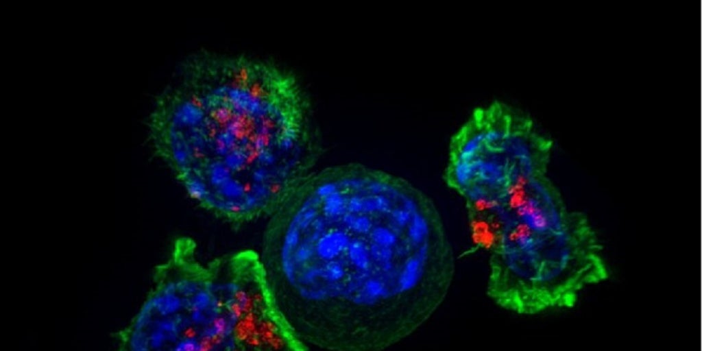 Investigadores españoles diseñan un caballo de Troya contra el cáncer Investigadores españoles diseñan un caballo de Troya contra el cáncer