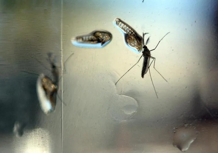 Riesgo de dengue en España: estos son sus síntomas