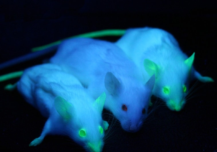 Avatares de ratón para tratar un cáncer de la sangre incurable