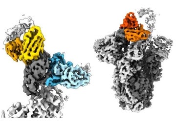 Así mutan los anticuerpos humanos para neutralizar el virus del covid