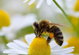 Detectan micotoxinas en polen de abeja  para consumo humano en 28 países, entre ellos España
