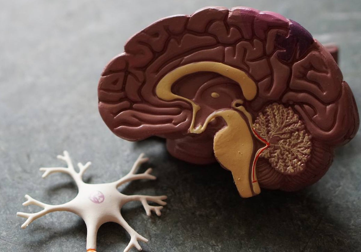 El sistema nervioso central está formado por el cerebro y la médula espinal