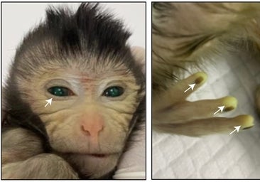 El primer mono quimérico abre un nuevo escenario para la genética y la biomedicina