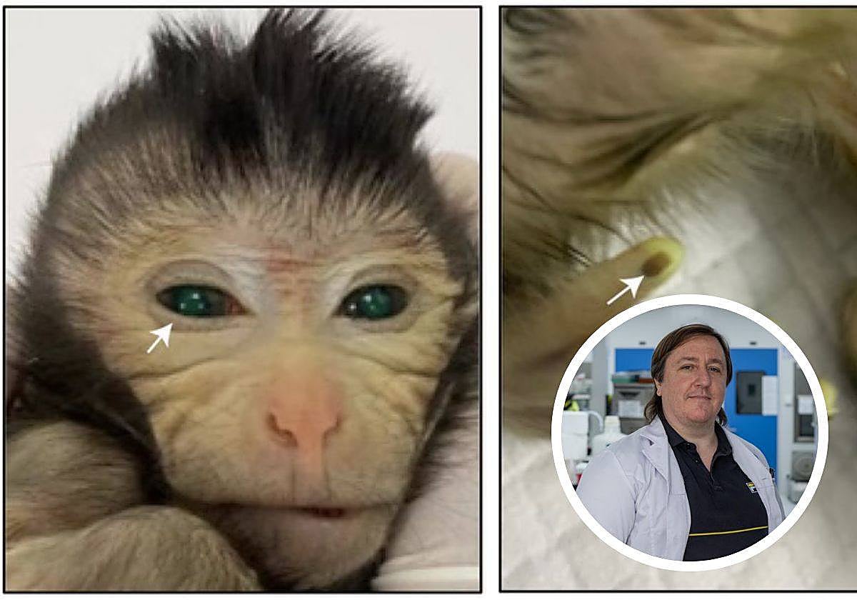 El mono quimérico y Miguel Ángel Esteban, el investigador español que lo ha logrado