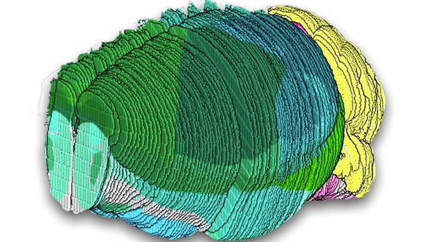 Cortes de las principales regiones conocidas del cerebro de rata, mostradas en diferentes colores como referencia.