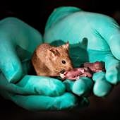 El primer mapa completo del cerebro de un mamífero explica qué nos hace humanos