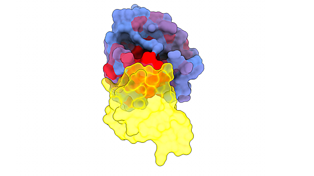 Desvelan las debilidades de una superproteína del cáncer