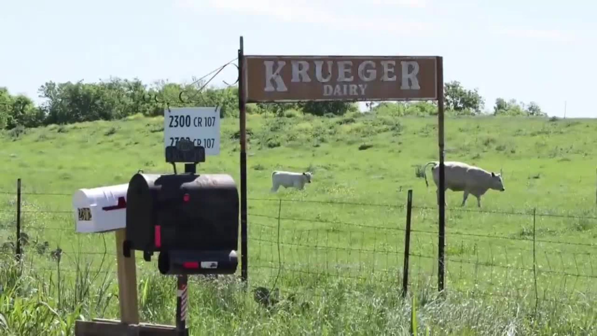 Diagnosticada con gripe aviar una persona en Texas tras estar en contacto con vacas contagiadas