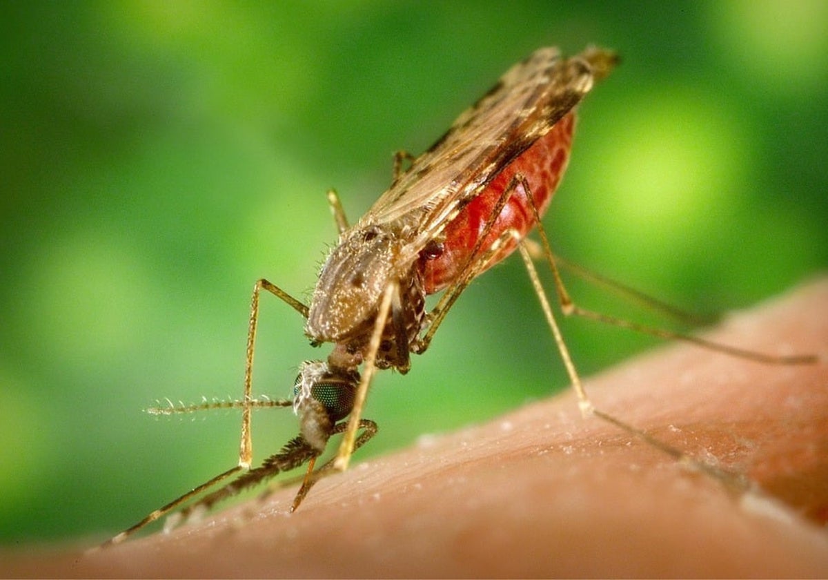 Mosquito de la malaria