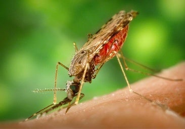 Un anticuerpo monoclonal contra la malaria logra una eficacia del 80%