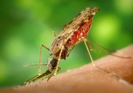 Un anticuerpo monoclonal  contra la malaria logra una eficacia del 80%