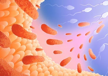 Las bacterias intestinales del padre afectan a la salud de su descendencia