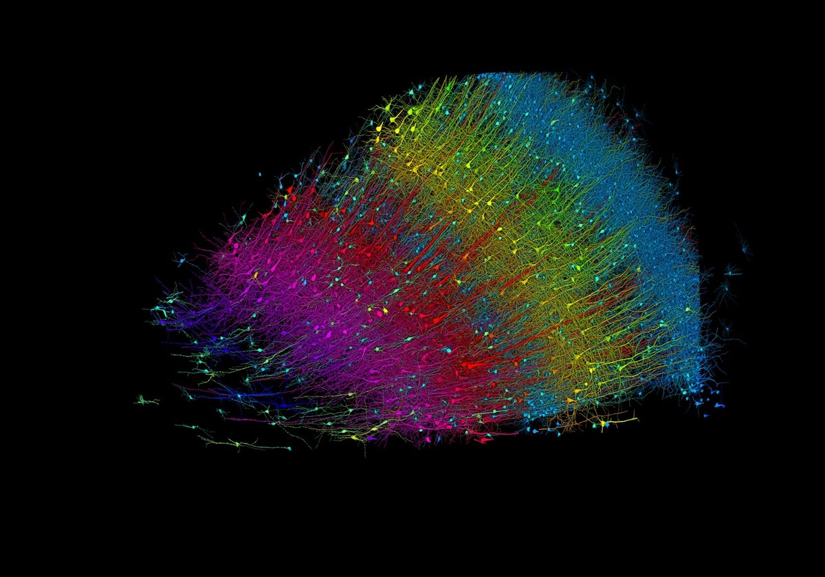 Seis capas de neuronas excitadoras codificadas por colores según su profundidad