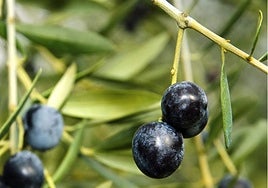 El compuesto de las aceitunas que es prometedor para tratar la obesidad y la diabetes
