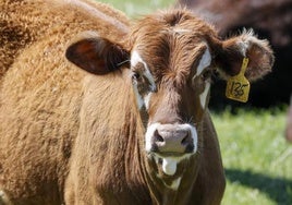 El virus de la gripe aviar se transmite entre mamíferos a través de la leche contaminada