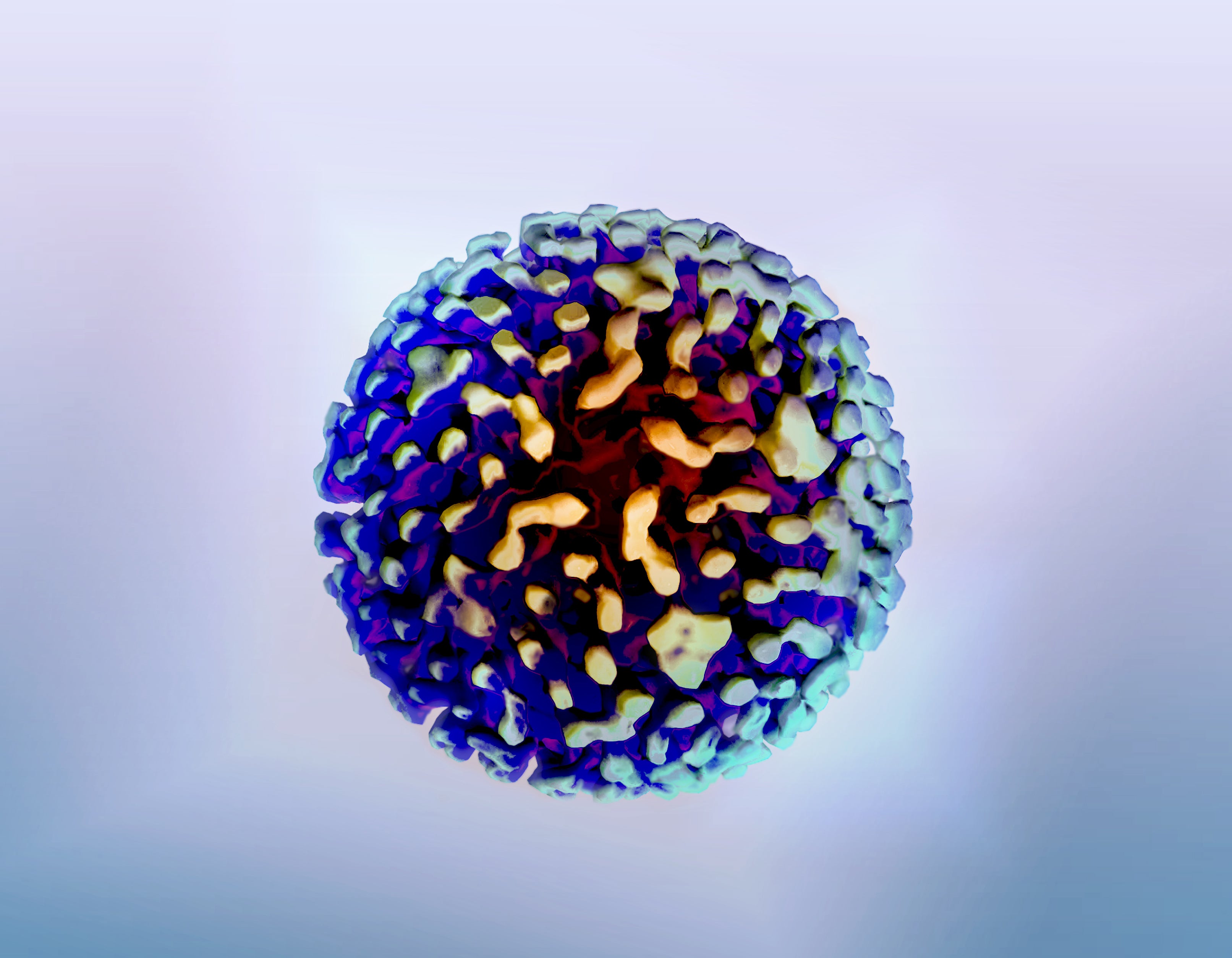 Viris de la hepatitis B